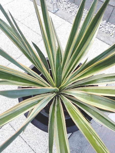 ユッカ・グロリオーサ 7号