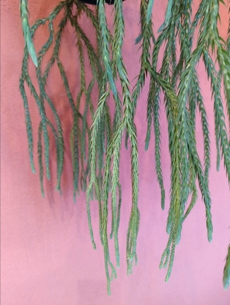 フペルジア・カリナータ 5号【店頭受取】