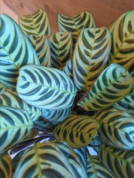 カラテア 5号【店頭受取】