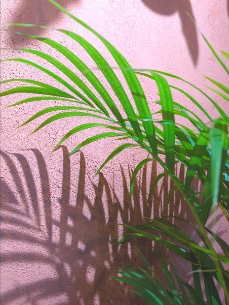 アレカヤシ 7号