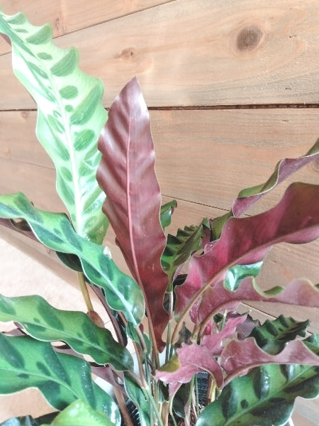 カラテア・ランキフォリア 4号【店頭受取】