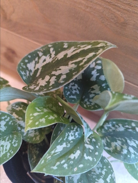 スキンダプサス・アルギレウス 2.5号【店頭受取】