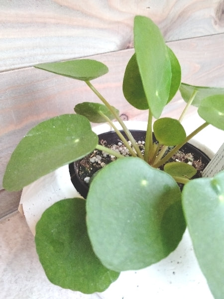 ピレア・ぺぺロミオイデス 3号【店頭受取】