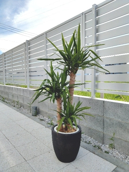 ユッカ 7号【店頭受取】