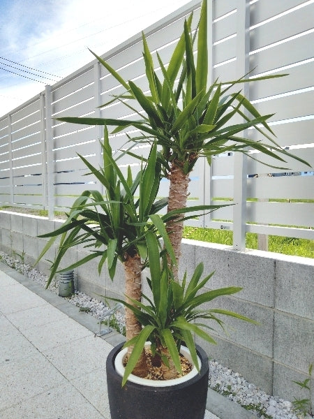 ユッカ 7号【店頭受取】