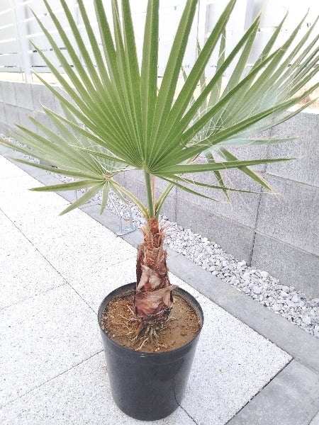 ワシントンヤシ 7号【店頭受取】