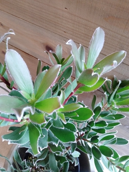 リューカデンドロン・グクラ 5号【店頭受取】