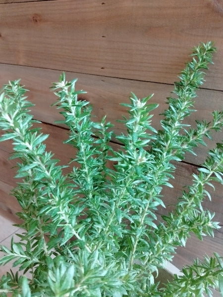 グレビレア・ピグミーダンサー 5号【店頭受取】