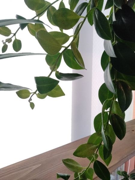 エスキナンサス・ラディカンス 5号【店頭受取】