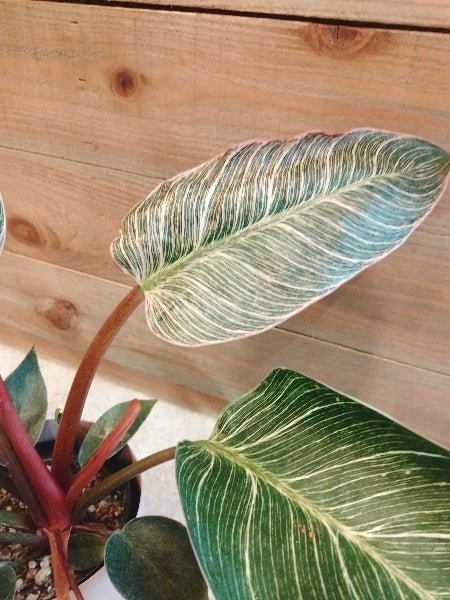 フィロデンドロン・ピンクバーキン 3号【店頭受取】