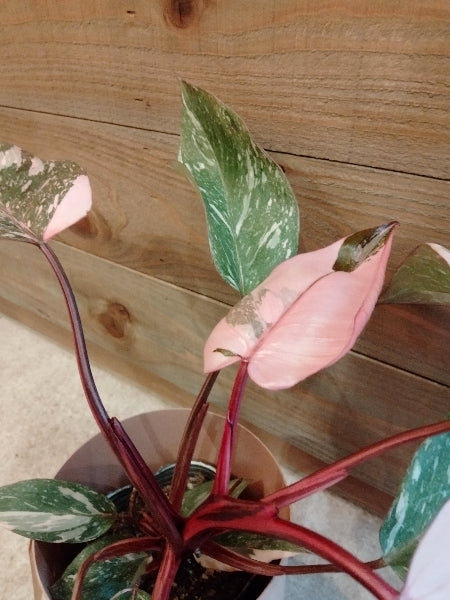 フィロデンドロン・ピンクプリンセス 3.5号【店頭受取】