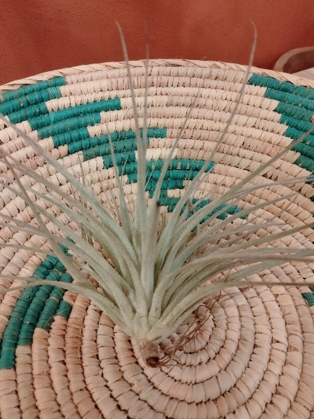 チランジア・コットンキャンディ L【店頭受取】