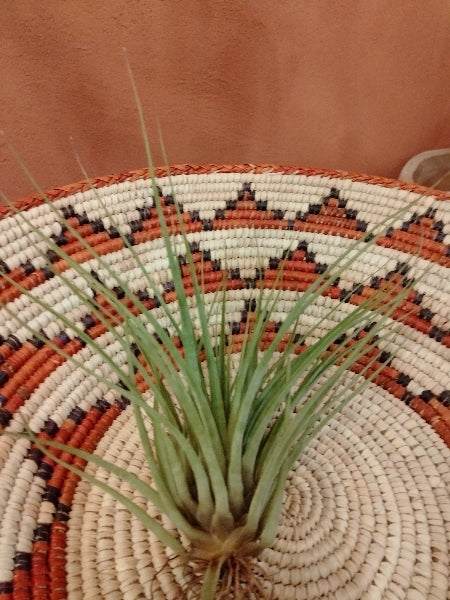 チランジア・フラボブラクテアータ L【店頭受取】