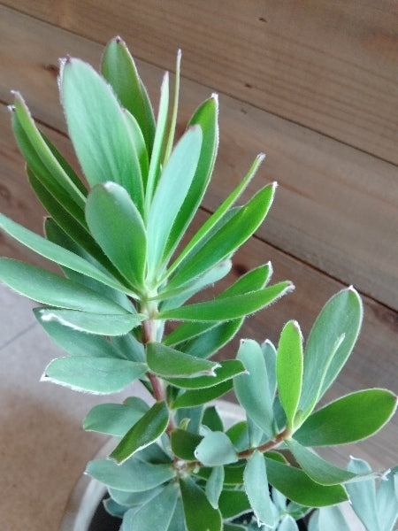 リューカデンドロン・サマーサン 5号【店頭受取】