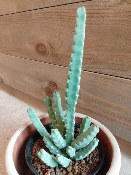 ユーフォルビア・デビリスピナ 3号【店頭受取】