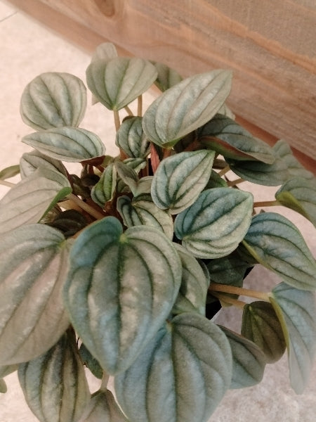 ペペロミア・ナポリナイツ 3号【店頭受取】