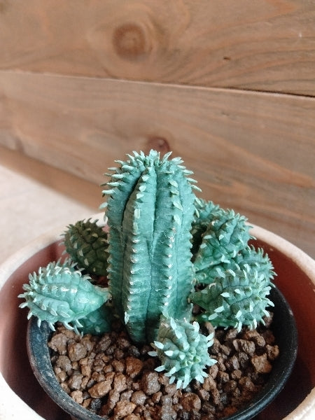 ユーフォルビア・マミラリス 3号【店頭受取】