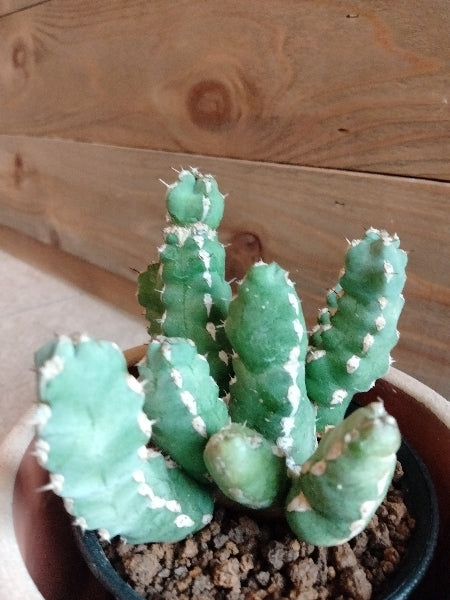 ユーフォルビア・マカレンシス 3号【店頭受取】