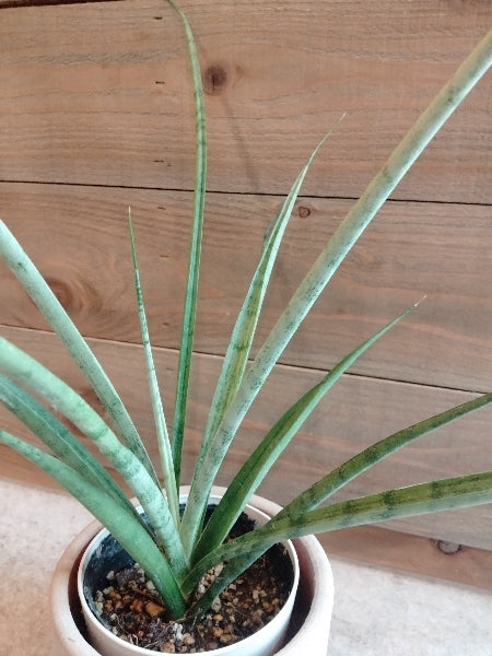 サンスベリア・ウィッチャゴールド 3号【店頭受取】