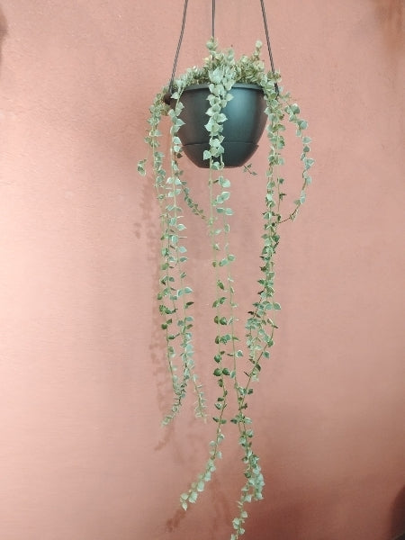 ディスキディア・ミリオンハート 5号【店頭受取】