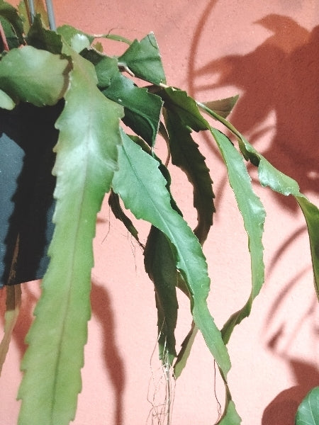 レピスミウム・ホーレティアナム 4号【店頭受取】