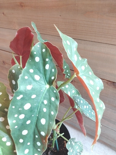 ベゴニア・マクラータ 6号【店頭受取】