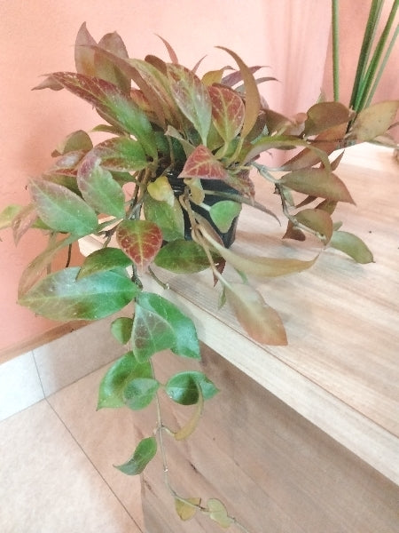 ホヤ・オブスクラ 3.5号【店頭受取】