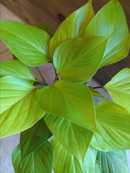 ホマロメナ・レモンライム 3号【店頭受取】