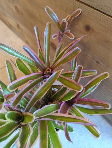 ネオレゲリア・ファイアーボール 4号【店頭受取】