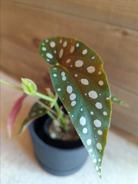 ベゴニア・マクラータ 2.5号【店頭受取】