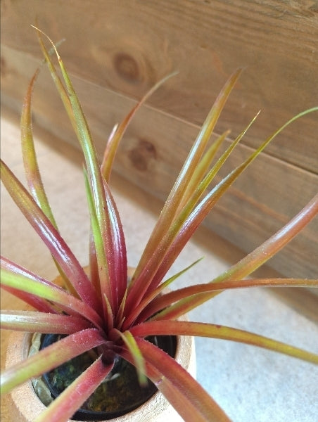 ネオフィツム・ファイヤークラッカー 2.5号【店頭受取】