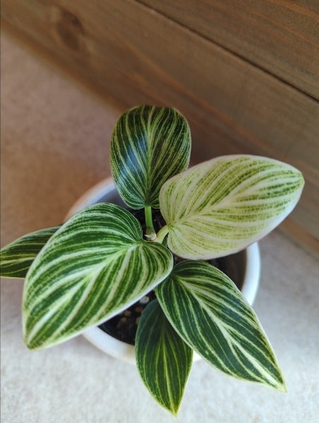 フィロデンドロン・ペリドット 2.5号【店頭受取】