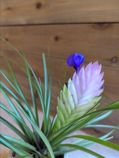 ワリシア(チランジア)・ キアネア 3号【店頭受取】