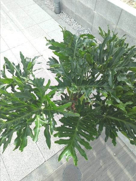 フィロデンドロン・セローム 8号【店頭受取】