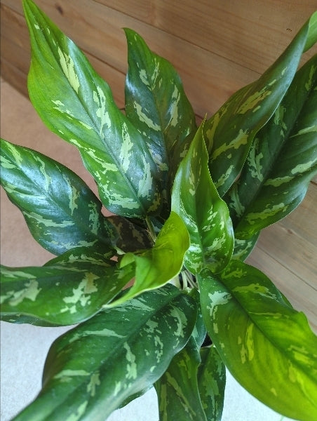 アグラオネマ・マリア 5号【店頭受取】