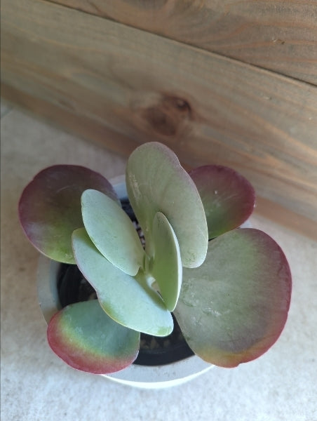 カランコエ・テルシフローラ 3号【店頭受取】