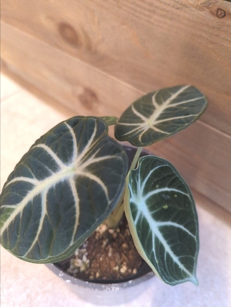 アロカシア・ニンジャ 3号【店頭受取】