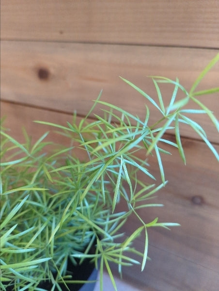 アスパラガス・スプレンゲリー 4号【店頭受取】