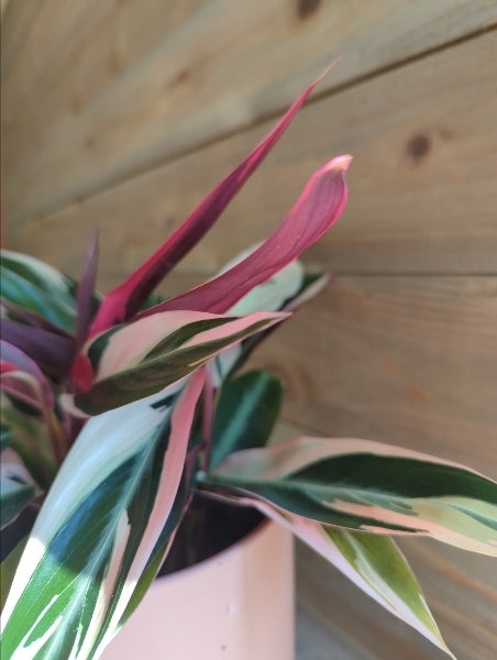 ストロマンテ・サンギネア・トリオスター 4号【店頭受取】