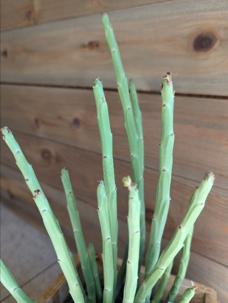 ユーフォルビア・フォスフォレア 4号【店頭受取】