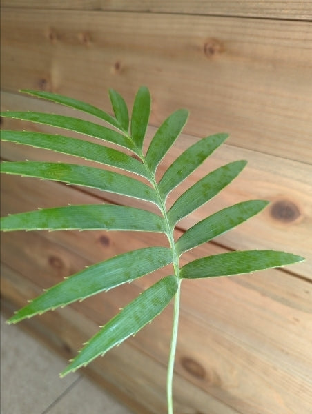 ディオーン・スピヌロスム 3号【店頭受取】