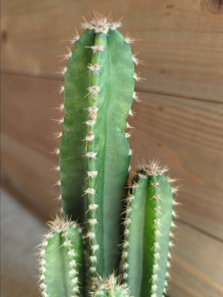 フロリダカクタス 3.5号【店頭受取】