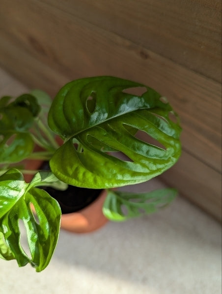 マドカズラ M 3号【店頭受取】