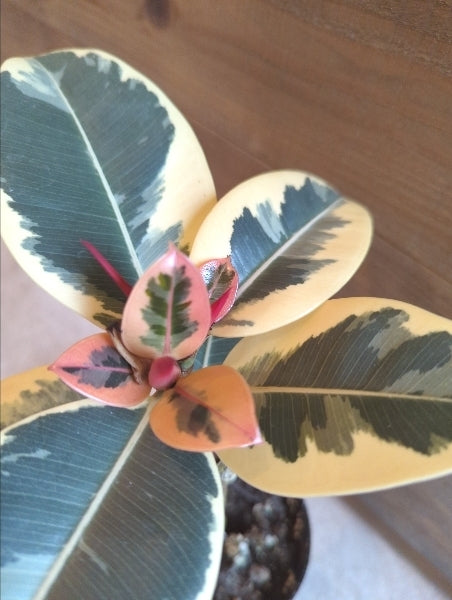 フィカス・ティネケ・ロングポット 3号【店頭受取】