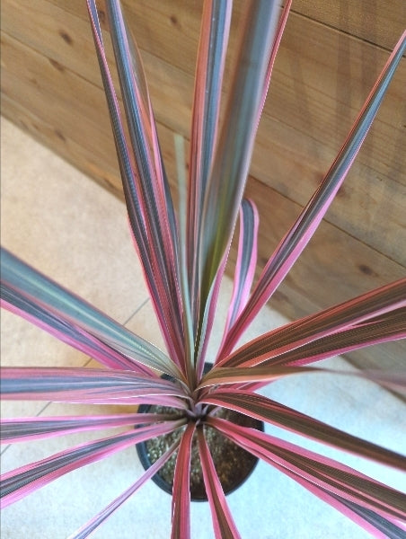 コルジリネ・オーストラリス・ピンク 6号【店頭受取】