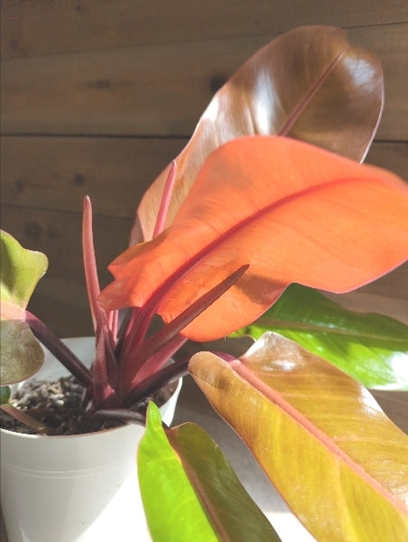 フィロデンドロン・プリンスオブオレンジ 5号【店頭受取】