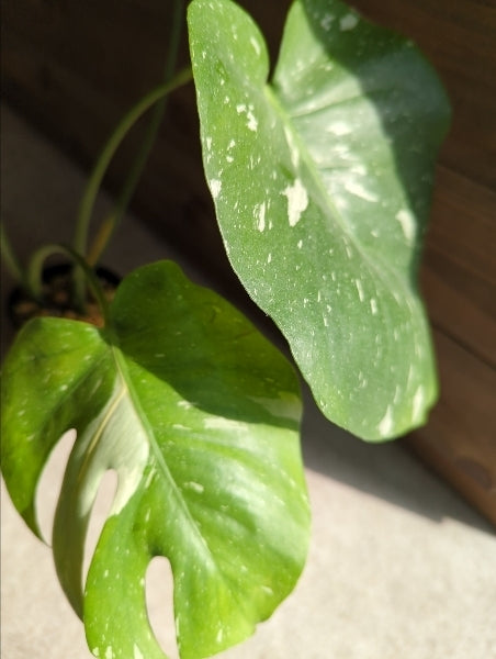 モンステラ・タイコンステレーション 3号【店頭受取】