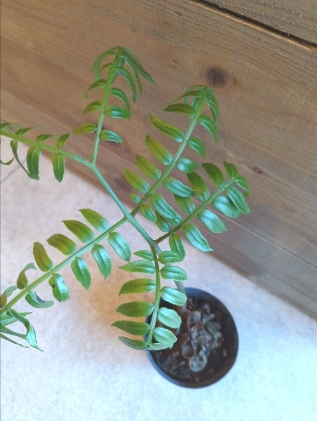 リュウビンタイ 3.5号【店頭受取】