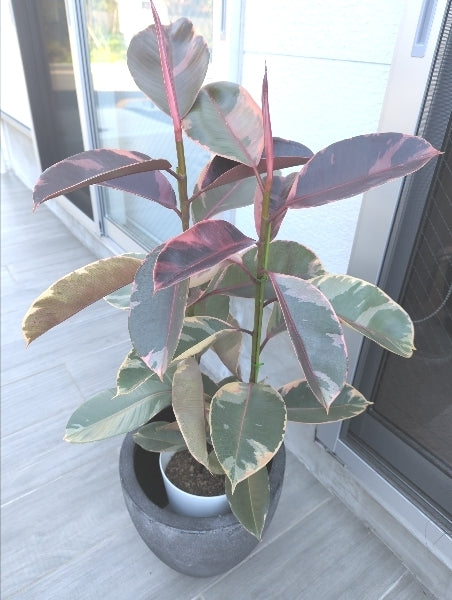 フィカス・ルビー 7号 S【店頭受取】