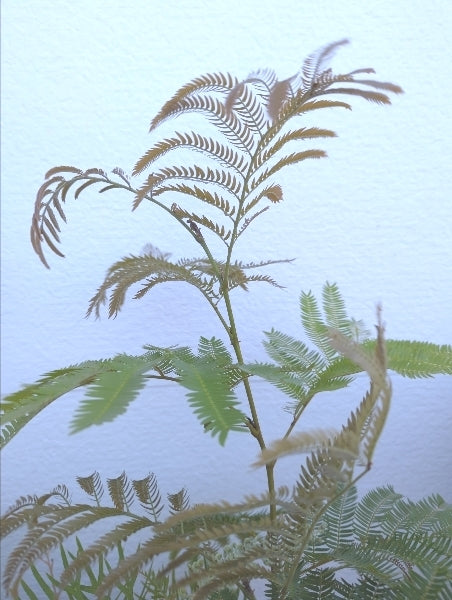 エバーフレッシュ 7号 S【店頭受取】